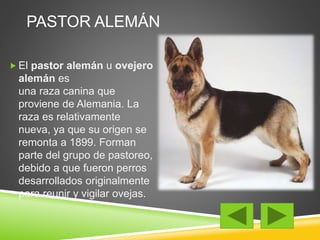 PASTOR ALEMÁN 
 El pastor alemán u ovejero 
alemán es 
una raza canina que 
proviene de Alemania. La 
raza es relativamente 
nueva, ya que su origen se 
remonta a 1899. Forman 
parte del grupo de pastoreo, 
debido a que fueron perros 
desarrollados originalmente 
para reunir y vigilar ovejas. 
 