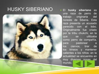 HUSKY SIBERIANO  El husky siberiano es 
una raza de perro de 
trabajo originaria del 
noreste de Siberia. Esta 
raza presenta un acusado 
parecido con el lobo. 
Originalmente fue criado 
por la tribu chukchi, en la 
que se utilizaba 
como perro de compañía, 
para pastorear a 
los ciervos, tirar de 
los trineos y mantener 
calientes a los niños; en la 
actualidad se encuentra en 
muy diversas zonas del 
mundo. 
 