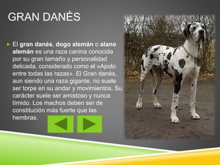 GRAN DANÉS 
 El gran danés, dogo alemán o alano 
alemán es una raza canina conocida 
por su gran tamaño y personalidad 
delicada, considerado como el «Apolo 
entre todas las razas». El Gran danés, 
aun siendo una raza gigante, no suele 
ser torpe en su andar y movimientos. Su 
carácter suele ser amistoso y nunca 
tímido. Los machos deben ser de 
constitución más fuerte que las 
hembras. 
 