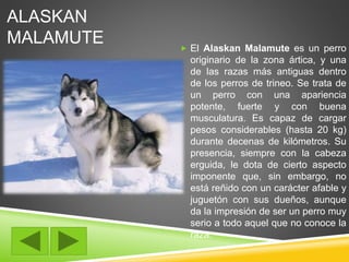ALASKAN 
MALAMUTE 
 El Alaskan Malamute es un perro 
originario de la zona ártica, y una 
de las razas más antiguas dentro 
de los perros de trineo. Se trata de 
un perro con una apariencia 
potente, fuerte y con buena 
musculatura. Es capaz de cargar 
pesos considerables (hasta 20 kg) 
durante decenas de kilómetros. Su 
presencia, siempre con la cabeza 
erguida, le dota de cierto aspecto 
imponente que, sin embargo, no 
está reñido con un carácter afable y 
juguetón con sus dueños, aunque 
da la impresión de ser un perro muy 
serio a todo aquel que no conoce la 
raza. 
 