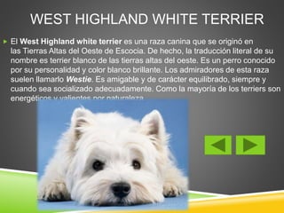 WEST HIGHLAND WHITE TERRIER 
 El West Highland white terrier es una raza canina que se originó en 
las Tierras Altas del Oeste de Escocia. De hecho, la traducción literal de su 
nombre es terrier blanco de las tierras altas del oeste. Es un perro conocido 
por su personalidad y color blanco brillante. Los admiradores de esta raza 
suelen llamarlo Westie. Es amigable y de carácter equilibrado, siempre y 
cuando sea socializado adecuadamente. Como la mayoría de los terriers son 
energéticos y valientes por naturaleza. 
 