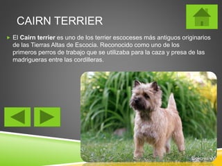 CAIRN TERRIER 
 El Cairn terrier es uno de los terrier escoceses más antiguos originarios 
de las Tierras Altas de Escocia. Reconocido como uno de los 
primeros perros de trabajo que se utilizaba para la caza y presa de las 
madrigueras entre las cordilleras. 
