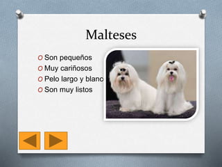 Malteses
O Son pequeños
O Muy cariñosos
O Pelo largo y blanco
O Son muy listos