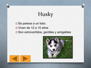 Husky
O Se parece a un lobo.
O Viven de 12 a 15 años
O Son extrovertidos, gentiles y amigables
