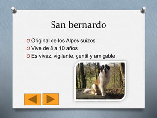 San bernardo
O Original de los Alpes suizos
O Vive de 8 a 10 años
O Es vivaz, vigilante, gentil y amigable