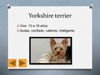 Yorkshire terrier
O Vive 13 a 16 años
O Audaz, confiado, valiente, inteligente.