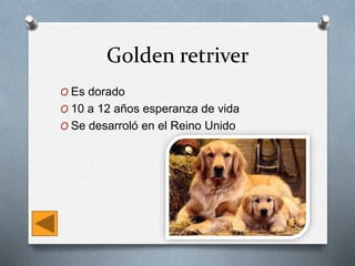 Golden retriver
O Es dorado
O 10 a 12 años esperanza de vida
O Se desarroló en el Reino Unido