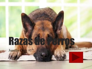 Razas de Perros 
Juanfer Ortiz #17 
 
