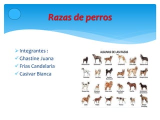 Razas de perros
Integrantes :
Ghastine Juana
Frias Candelaria
Casivar Bianca
 