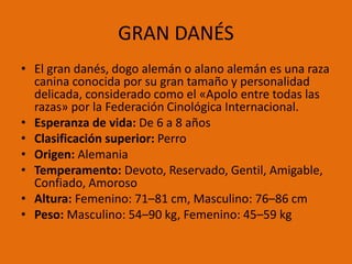 GRAN DANÉS
• El gran danés, dogo alemán o alano alemán es una raza
canina conocida por su gran tamaño y personalidad
delicada, considerado como el «Apolo entre todas las
razas» por la Federación Cinológica Internacional.
• Esperanza de vida: De 6 a 8 años
• Clasificación superior: Perro
• Origen: Alemania
• Temperamento: Devoto, Reservado, Gentil, Amigable,
Confiado, Amoroso
• Altura: Femenino: 71–81 cm, Masculino: 76–86 cm
• Peso: Masculino: 54–90 kg, Femenino: 45–59 kg
 