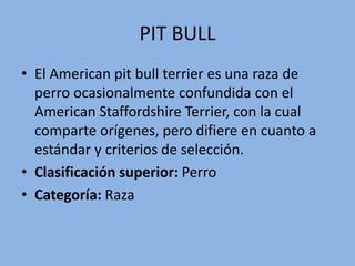 PIT BULL
• El American pit bull terrier es una raza de
perro ocasionalmente confundida con el
American Staffordshire Terrier, con la cual
comparte orígenes, pero difiere en cuanto a
estándar y criterios de selección.
• Clasificación superior: Perro
• Categoría: Raza
 