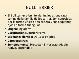 BULL TERRIER
• El Bull terrier o bull terrier inglés es una raza
canina de la familia de los terrier. Son conocidos
por la forma única de su cabeza y sus pequeños
ojos en forma triangular.
• Origen: Inglaterra
• Clasificación superior: Perro
• Esperanza de vida: De 11 a 14 años
• Categoría: Raza
• Temperamento: Protector, Entusiasta, Afable,
Activo, Entrenable
 