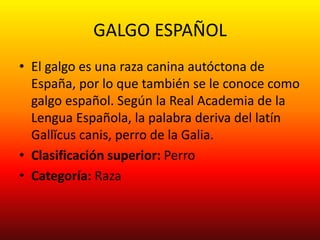 GALGO ESPAÑOL
• El galgo es una raza canina autóctona de
España, por lo que también se le conoce como
galgo español. Según la Real Academia de la
Lengua Española, la palabra deriva del latín
Gallĭcus canis, perro de la Galia.
• Clasificación superior: Perro
• Categoría: Raza
 