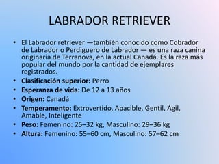 LABRADOR RETRIEVER
• El Labrador retriever —también conocido como Cobrador
de Labrador o Perdiguero de Labrador — es una raza canina
originaria de Terranova, en la actual Canadá. Es la raza más
popular del mundo por la cantidad de ejemplares
registrados.
• Clasificación superior: Perro
• Esperanza de vida: De 12 a 13 años
• Origen: Canadá
• Temperamento: Extrovertido, Apacible, Gentil, Ágil,
Amable, Inteligente
• Peso: Femenino: 25–32 kg, Masculino: 29–36 kg
• Altura: Femenino: 55–60 cm, Masculino: 57–62 cm
 