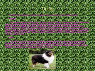 Collie
El Collie hace referencia a muchas razas de perro, que tienen como origen Escocia
Historia:
Las montañas altas de Escocia son el hogar natural del Collie. Los pastores han utilizado a esta
raza como perros ovejeros por centurias, pero las formas modernas de estas razas fueron
desarrolladas en Inglaterra a finales del 1800. Esta clase temprana de Collie es referida como el
Collie escocés en el siglo XIX y principios del XX. Los collies escoceses eran más pesados y menos
desarrolados que los perros actuales. Los ancestros del Collie moderno fueron exhibidos por primera
vez como "Scotch Sheep-Dogs" (perros ovejeros escoceses) en 1860, en Birmingham, Inglaterra, en
una exposición canina.
Salud:
El collie es una raza sana por naturaleza, se sabe también que tiene muy pocos problemas
congénitos conocidos.La parte del cuerpo mas delicada suele ser sus ojos, deben limpiarse con
frecuencia por medio de un pedazo de algodón hidrófilo impregnado sencillamente con agua limpia
templada. Los collies viven típicamente entre 10 a 12 años
 