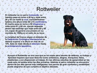 Rottweiler
El rottweiler es un perro molosoide. La
hembra pesa en torno a 40 kg y mide entre
56 y 63 cm hasta la cruz, considerándose
óptima una altura entre 60 y 61 centímetros.
El macho pesa en torno a 50 kilogramos y
mide entre 61 y 68 cm, siendo deseable
dentro del estándar que mida entre 65 y 66
cm, capaz de generar una presion en su
mordida de 150Kg en el radio de su boca
La longitud del tronco según el estándar de
la Federación Cinológica Internacional no
debería superar a la altura en más de un
15%. Esta se mide desde el esternón hasta
la protuberancia isquiática.
Aunque el Rottweiler es una raza que se ha usado para labores de defensa, su trabajo y
tipicidad requiere que sean descrito como amistosos, alegres, tranquilos, fieles,
obedientes y con disposición al trabajo. En los últimos estudios de agresividad en las
razas esta no estaba entre las diez primeras. Además el perro rottweiler se encuentra
dentro de los diez perros más inteligentes, son perros de gran confianza y amabilidad
puede alegrarse de que cumplira el objetivo deseado.
 