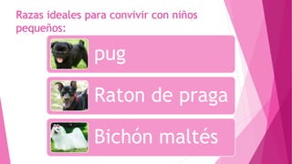 Razas ideales para convivir con niños
pequeños:
pug
Raton de praga
Bichón maltés
 