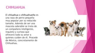 CHIHUAHUA
El chiuahua o chihuahueño es
una raza de perro pequeña
muy popular por su reducido
tamaño. Además de ser una
mascota adorable se trata de
un compañero inteligente,
inquieto y curioso que
ofrecerá todo su amor a
quienes cuiden de él. Procede
de México, concretamente de
Chihuahua.
 