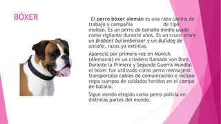 BÓXER El perro bóxer alemán es una raza canina de
trabajo y compañía de tipo
moloso. Es un perro de tamaño medio usado
como vigilante durante años. Es un cruce entre
un Brabant bullenbeisser y un Bulldog de
antaño, razas ya extintas.
Apareció por primera vez en Múnich
(Alemania) en un criadero llamado von Dom.
Durante la Primera y Segunda Guerra Mundial
el bóxer fue utilizado como perro mensajero:
transportaba cables de comunicación e incluso
regía cuerpos de soldados heridos en el campo
de batalla.
Sigue siendo elegido como perro policía en
distintas partes del mundo.
 