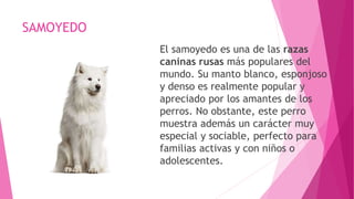 SAMOYEDO
El samoyedo es una de las razas
caninas rusas más populares del
mundo. Su manto blanco, esponjoso
y denso es realmente popular y
apreciado por los amantes de los
perros. No obstante, este perro
muestra además un carácter muy
especial y sociable, perfecto para
familias activas y con niños o
adolescentes.
 