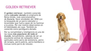 GOLDEN RETRIEVER
El golden retriever, también conocido
como cobrador dorado es originario de
Reino Unido, más concretamente
de Escocia. Nace alrededor del 1850 con
la búsqueda de un perro cobrador y
levantador que fuera capaz de no lastimar
a la presa. Por ese motivo observamos en
él habilidades de caza. También es
conocido como perdiguero dorado.
Por su versatilidad y inteligencia es una de
las razas más populares de todo el
mundo. Actualmente, además de ser un
excelente animal de compañía tiene
aptitudes como perro de asistencia, perro
de terapia, perro policía, perro bombero e
incluso como perro de rescate.
 