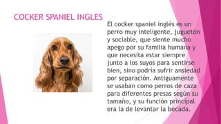 COCKER SPANIEL INGLES
El cocker spaniel inglés es un
perro muy inteligente, juguetón
y sociable, que siente mucho
apego por su familia humana y
que necesita estar siempre
junto a los suyos para sentirse
bien, sino podría sufrir ansiedad
por separación. Antiguamente
se usaban como perros de caza
para diferentes presas según su
tamaño, y su función principal
era la de levantar la becada.
 