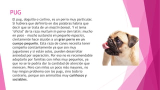 PUG
El pug, doguillo o carlino, es un perro muy particular.
Si hubiera que definirlo en dos palabras habría que
decir que se trata de un mastín bonsai. Y el lema
"oficial" de la raza multum in parvo (len latín: mucho
en poco - mucha sustancia en pequeño espacio),
ciertamente hace alusión a un gran perro en un
cuerpo pequeño. Esta raza de canes necesita tener
compañía constantemente ya que son muy
juguetones y si están solos, pueden desarrollar
ansiedad por separación. Por eso no es recomendable
adoptarlo por familias con niños muy pequeños, ya
que no se le podría dar la cantidad de atención que
merecen. Pero con niños un poco más mayores, no
hay ningún problema con los pugs, sino todo lo
contrario, porque son animalitos muy cariñosos y
sociables.
 