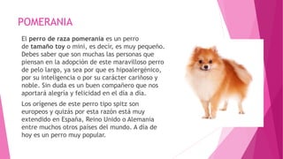 POMERANIA
El perro de raza pomerania es un perro
de tamaño toy o mini, es decir, es muy pequeño.
Debes saber que son muchas las personas que
piensan en la adopción de este maravilloso perro
de pelo largo, ya sea por que es hipoalergénico,
por su inteligencia o por su carácter cariñoso y
noble. Sin duda es un buen compañero que nos
aportará alegría y felicidad en el día a día.
Los orígenes de este perro tipo spitz son
europeos y quizás por esta razón está muy
extendido en España, Reino Unido o Alemania
entre muchos otros países del mundo. A día de
hoy es un perro muy popular.
 