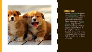 CHOW CHOW
• es una raza canina originaria
del Norte de China.910Se cree
que 1112que fue uno de los
perros nativos utilizados
como modelo para el perro
de Foo, los guardianes
tradicionales de piedra que
se encuentran en frente de
los templos y palacios
budistas. Es una de las pocas
razas de perros antiguas que
todavía existen hoy en día en
el mundo
 