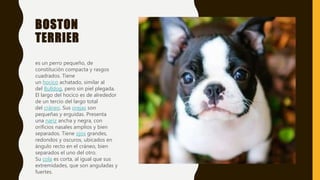 BOSTON
TERRIER
es un perro pequeño, de
constitución compacta y rasgos
cuadrados. Tiene
un hocico achatado, similar al
del Bulldog, pero sin piel plegada.
El largo del hocico es de alrededor
de un tercio del largo total
del cráneo. Sus orejas son
pequeñas y erguidas. Presenta
una nariz ancha y negra, con
orificios nasales amplios y bien
separados. Tiene ojos grandes,
redondos y oscuros, ubicados en
ángulo recto en el cráneo, bien
separados el uno del otro.
Su cola es corta, al igual que sus
extremidades, que son anguladas y
fuertes.
 