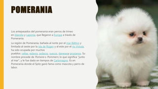 POMERANIA
Los antepasados del pomerania eran perros de trineo
en Islandia y Laponia, que llegaron a Europa a través de
Pomerania.
La región de Pomerania, bañada al norte por el mar Báltico y
limitada al oeste por la isla de Rügen y al este por el río Vístula,
ha sido ocupada por muchos
pueblos: celtas, eslavos, polacos, suecos, danesesy prusianos. Su
nombre procede de Pomore o Pommern, lo que significa "junto
al mar", y le fue dado en tiempos de Carlomagno. Es en
Pomerania donde el Spitz ganó fama como mascota y perro de
labor.
 