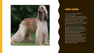 LEBREL AFGANO
es un perro de caza procedente
de Afganistán. Tiene
un pelaje característico, muy largo, fino y
sedoso, que precisa de cuidados continuos
ya que se enreda, llegando a perder su
brillo. A nivel de inteligencia, está
posicionado en la escala con el número 79
de la clasificación de Stanley Coren acerca
de la inteligencia de los perros.8
El origen de esta raza es posible que se
encuentre en la raza Saluki, que habría
llegado a Afganistán a través de Persia. Ya
en Afganistán, el Saluki necesitaría un
pelaje más apropiado para el
hostil clima de las montañas de este país,
desarrollando el largo pelaje que
caracteriza al lebrel afgano actual, y que
atrae a las personas que adquieren perros
de esta raza (algunos de los cuales no
tienen en cuenta los cuidados especiales
que necesita su pelaje).
 