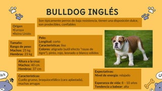 BULLDOG INGLÉS
Tamaño:
Rango de peso:
Machos: 25 kg
Hembras: 23 kg
Origen
•Europa
•Reino Unido
Altura a la cruz:
Machos: 40 cm
Hembras: 37 cm
Características:
Cuello grueso, braquiocefálico (cara aplastada),
muchas arrugas
Expectativas:
Nivel de energía: relajado
Esperanza de vida: 8 - 10 años
Tendencia a babear: alta
Pelo:
Longitud: corto
Características: liso
Colores: atigrado (sutil efecto "rayas de
tigre"), pinto, rojo, leonado o blanco sólidos
Son típicamente perros de baja resistencia, tienen una disposición dulce,
son predecibles, confiables
 
