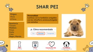 SHAR PEI
Origen
•Asia
•China
Apariencia
Tamaño
Mediano
Pelaje
Corto
Color
Negro, Marrón
Personalidad
Cariñoso con la familiaSon amigables
con los niñosPerro amistosoAmigable
con extraños
 