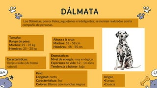 DÁLMATA
Los Dálmatas, perros fieles, juguetones e inteligentes, se sienten realizados con la
compañía de personas.
Tamaño:
Rango de peso:
Machos: 25 - 35 kg
Hembras: 25 - 35 kg
Altura a la cruz:
Machos: 53 - 58 cm
Hembras: 48 - 55 cm
Características:
Orejas caídas (de forma
natural)
Expectativas:
Nivel de energía: muy enérgico
Esperanza de vida: 12 - 14 años
Tendencia a babear: baja
Pelo:
Longitud: corto
Características: liso
Colores: Blanco con manchas negras
Origen
•Europa
•Croacia
 