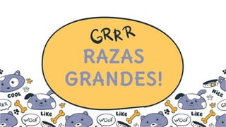 RAZAS
GRANDES!
 