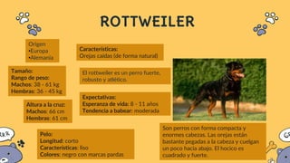 ROTTWEILER
El rottweiler es un perro fuerte,
robusto y atlético.
Origen
•Europa
•Alemania
Tamaño:
Rango de peso:
Machos: 38 - 61 kg
Hembras: 36 - 45 kg
Altura a la cruz:
Machos: 66 cm
Hembras: 61 cm
Características:
Orejas caídas (de forma natural)
Expectativas:
Esperanza de vida: 8 - 11 años
Tendencia a babear: moderada
Pelo:
Longitud: corto
Características: liso
Colores: negro con marcas pardas
Son perros con forma compacta y
enormes cabezas. Las orejas están
bastante pegadas a la cabeza y cuelgan
un poco hacia abajo. El hocico es
cuadrado y fuerte.
 