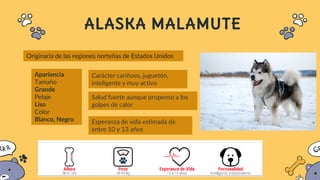 ALASKA MALAMUTE
Originaria de las regiones norteñas de Estados Unidos
Apariencia
Tamaño
Grande
Pelaje
Liso
Color
Blanco, Negro
Carácter cariñoso, juguetón,
inteligente y muy activo
Salud fuerte aunque propenso a los
golpes de calor
Esperanza de vida estimada de
entre 10 y 13 años
 