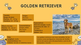 GOLDEN RETRIEVER
Origen
•Europa
•Reino Unido
Tamaño:
Rango de peso:
Machos: 29 - 32 kg
Hembras: 25 - 29 kg
Altura a la cruz:
Machos: 58 - 62 cm
Hembras: 53 - 55 cm
Características:
Orejas caídas
(de forma
natural)
Expectativas:
Nivel de energía: medio
Esperanza de vida: 10 -
13 años
Tendencia a
babear: baja
Pelo:
Longitud: medio
Características: liso
Colores: dorado en distintos tonos
Los golden retrievers son muy versátiles. Se los
conoce como perdigueros, mascotas de familia,
perros de apoyo para discapacitados y perros de
búsqueda y rescate.
 