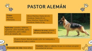 PASTOR ALEMÁN
•Altura a la cruz: mínimo
60 cm y máximo 65 cm
•Promedio de vida: trece años
•Carácter: digno y valiente, lo que no excluye una gran
necesidad de ternura
Aptitudes: guarda y defensa,
vigilancia, perro lazarillo, perro
de avalancha, perro militar,
perro de rebaño, etc.
Origen
•Europa
•Alemania
Altura Machos: Hasta 66 cm;
Hembras: Hasta 60 cm
Peso: Machos: Hasta 40 kg ;
Hembras: Hasta 31 kg
El perro Pastor Alemán puede sufrir de mielopatía y
displasia de codo y cadera
 