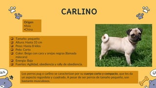 CARLINO
Origen
•Asia
•China
 Tamaño: pequeño
 Altura: Hasta 33 cm
 Peso: Hasta 8 kilos
 Pelo: Corto
 Color: Beige con cara y orejas negras (llamada
máscara)
 Energía: Baja
 Fuertes: Agilidad, obediencia y rally de obediencia.
Los perros pug o carlino se caracterizan por su cuerpo corto y compacto, que les da
un aspecto regordete y cuadrado. A pesar de ser perros de tamaño pequeño, son
bastante musculosos,
 