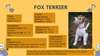 FOX TERRIER
Origen
•Europa
•Reino Unido
El fox terrier de pelo alambre, al igual que el de pelo liso, es un cazador
natural criado para ser valiente y determinado.
Tamaño:
Rango de peso:
Machos: 8 - 10 kg
Hembras: 8 - 10 kg
Altura a la cruz:
Machos: 30 - 40 cm
Hembras: 30 - 40 cm
Características:
Dolicocefálico
(cara alargada),
orejas erguidas (de
forma natural)
Expectativas:
Nivel de energía: muy
enérgico
Esperanza de vida: 10 - 13
años
Pelo:
Longitud: medio
Características: doble capa, pelo duro, rizado
Colores: blanco con pardo, negro, etc.
 