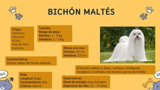 BICHÓN MALTÉS
Origen
•América
•Oceania
•Cuba
•Isla de Man
•Jamaica
El bichón maltés es dulce, cariñoso, inteligente,
receptivo y confiado, son buenos perros de familia
Tamaño:
Rango de peso:
Machos: 1 - 3 kg
Hembras: 1 - 3 kg
Altura a la cruz:
Machos: 25 cm
Hembras: 23 cm
Características:
Orejas caídas (de forma natural)
Expectativas:
Nivel de energía: muy enérgico
Esperanza de vida: 12 - 14 años
Pelo:
Longitud: largo
Características: liso.
Colores: blanco
 
