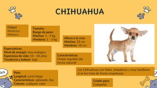CHIHUAHUA
Origen
•América
•México
Los Chihuahuas son fieles, simpáticos y muy familiares
si se los trata de forma respetuosa
Tamaño:
Rango de peso:
Machos: 1 - 3 kg
Hembras: 1 - 3 kg Altura a la cruz:
Machos: 23 cm
Hembras: 18 cm
Características:
Orejas erguidas (de
forma natural)
Expectativas:
Nivel de energía: muy enérgico
Esperanza de vida: 14 - 18 años
Tendencia a babear: baja
Pelo:
Longitud: corto/largo
Características: aplanado, liso
Colores: cualquier color
Criado para:
Compañía
 