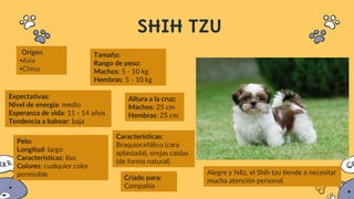 SHIH TZU
Origen
•Asia
•China
Alegre y feliz, el Shih tzu tiende a necesitar
mucha atención personal.
Tamaño:
Rango de peso:
Machos: 5 - 10 kg
Hembras: 5 - 10 kg
Altura a la cruz:
Machos: 25 cm
Hembras: 25 cm
Características:
Braquiocefálico (cara
aplastada), orejas caídas
(de forma natural)
Expectativas:
Nivel de energía: medio
Esperanza de vida: 11 - 14 años
Tendencia a babear: baja
Pelo:
Longitud: largo
Características: liso
Colores: cualquier color
permisible Criado para:
Compañía
 