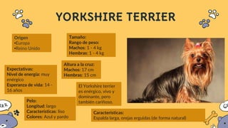 YORKSHIRE TERRIER
Origen
•Europa
•Reino Unido
El Yorkshire terrier
es enérgico, vivo y
dominante, pero
también cariñoso.
Tamaño:
Rango de peso:
Machos: 1 - 4 kg
Hembras: 1 - 4 kg
Altura a la cruz:
Machos: 17 cm
Hembras: 15 cm
Características:
Espalda larga, orejas erguidas (de forma natural)
Expectativas:
Nivel de energía: muy
enérgico
Esperanza de vida: 14 -
16 años
Pelo:
Longitud: largo
Características: liso
Colores: Azul y pardo
 