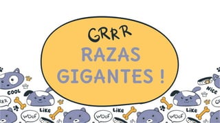 RAZAS
GIGANTES !
 