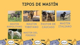 TIPOS DE MASTÍN
MASTIN
TIBETANO
PASTOR DE
CAUCASO
MASTIN
NAPOLITANO
MASTIN
ITALIANO
MASTIN DEL
PIRINEO
 