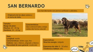 SAN BERNARDO
Originaria de los alpes suizos y
el norte de italia.
Tamaño:
Rango de peso:
Machos: 63 - 81 kg
Hembras: 54 - 63 kg
Pelo:
Longitud: medio
Características: doble capa, liso
Colores: rojo y blanco, atigrado y blanco
Necesidad de aseo general: moderada
Características:
Ojos entrecerrados, orejas
caídas (de forma natural)
Expectativas:
Nivel de energía: relajado
Esperanza de vida: 8 - 10 años
Tendencia a babear: alta
Los San Bernardo son perros cariñosos y plácidos.
 