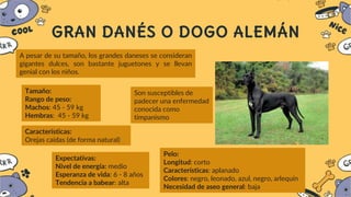 GRAN DANÉS O DOGO ALEMÁN
A pesar de su tamaño, los grandes daneses se consideran
gigantes dulces, son bastante juguetones y se llevan
genial con los niños.
Tamaño:
Rango de peso:
Machos: 45 - 59 kg
Hembras: 45 - 59 kg
Características:
Orejas caídas (de forma natural)
Expectativas:
Nivel de energía: medio
Esperanza de vida: 6 - 8 años
Tendencia a babear: alta
Pelo:
Longitud: corto
Características: aplanado
Colores: negro, leonado, azul, negro, arlequín
Necesidad de aseo general: baja
Son susceptibles de
padecer una enfermedad
conocida como
timpanismo
 